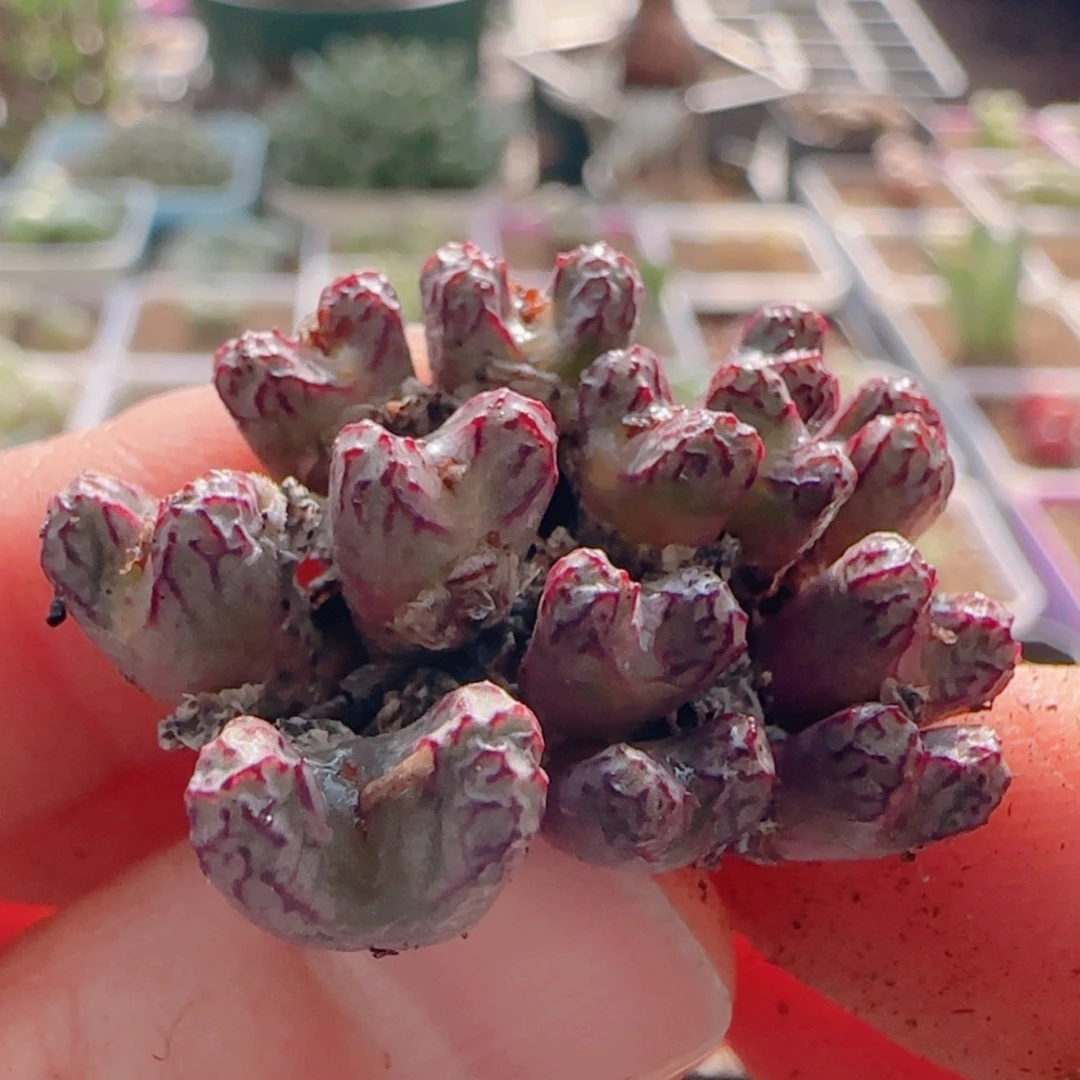 【闪购商品】一****y21419