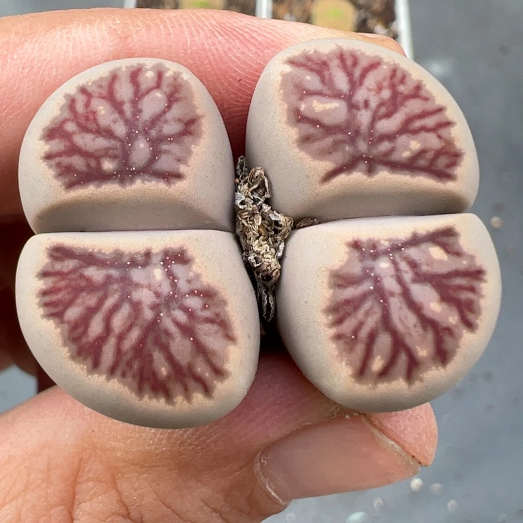 9.24好看的多肉脱土发货378