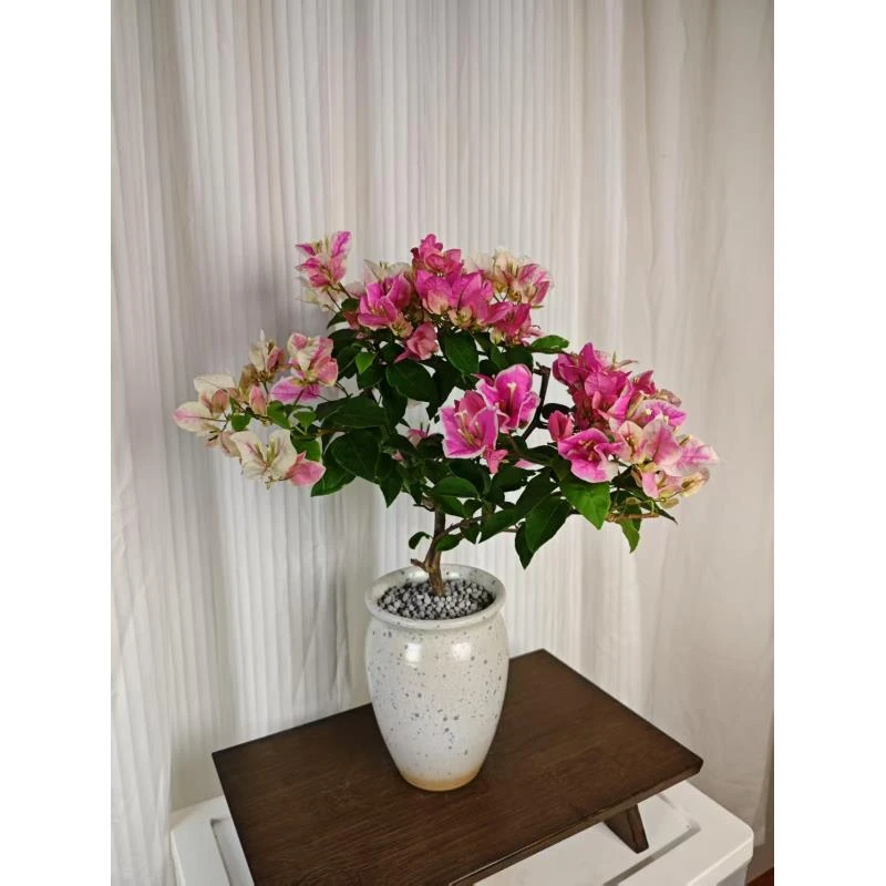 【漳红樱】百变花蝴蝶泼墨陶瓷盆三角梅四季勤花爆花易养活阳台庭院