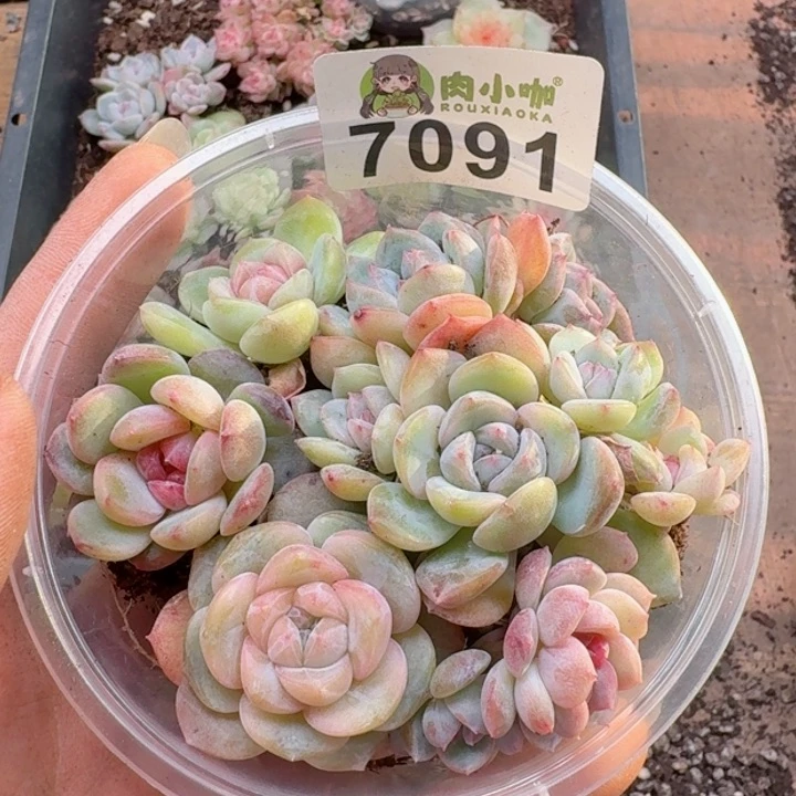 多肉植物多肉植物