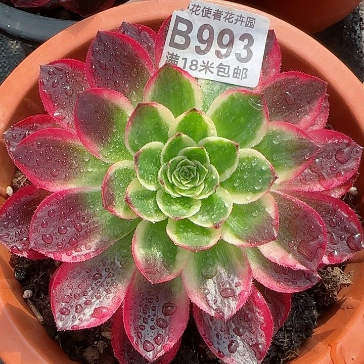 多肉法师海王朵朵