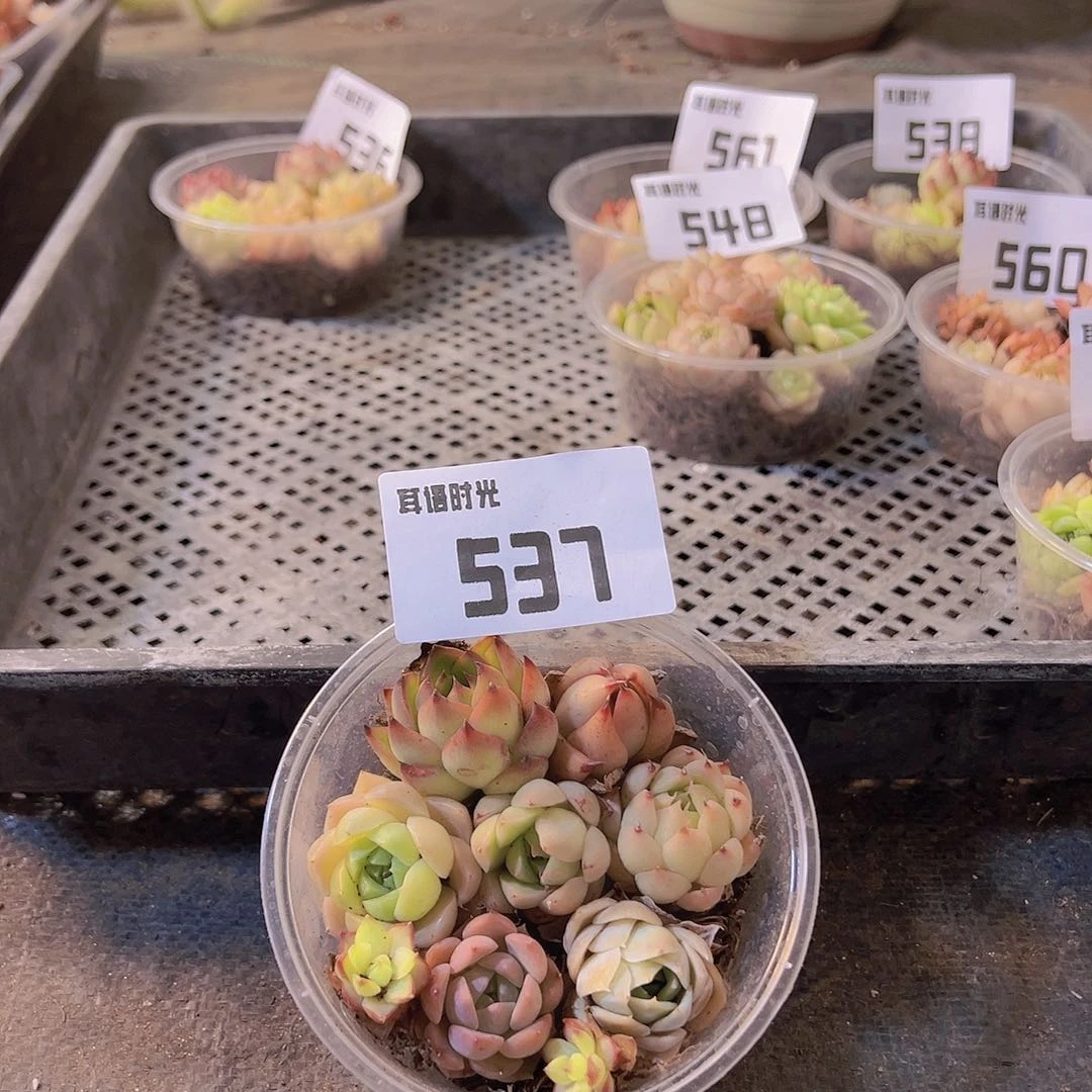 537、拼盘，多肉植物
