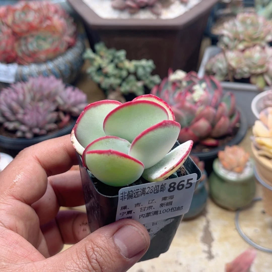 【闪购商品】865白眉
