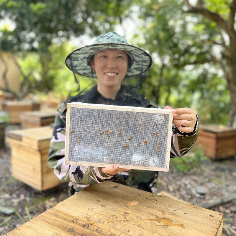 中蜂木框笼蜂 不带脾 不带箱 格子活框土养