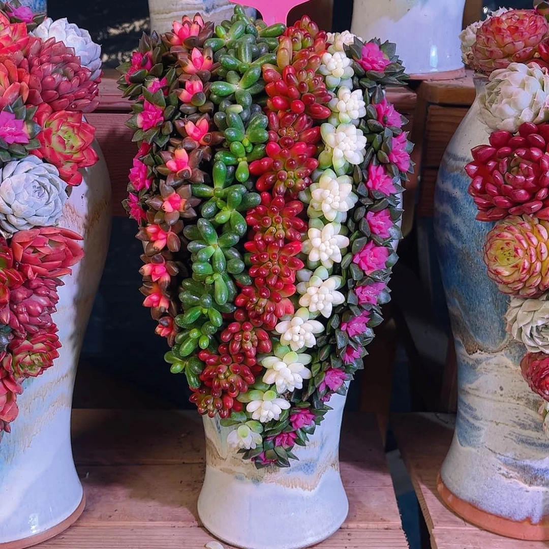 用****5高山流水多肉植物