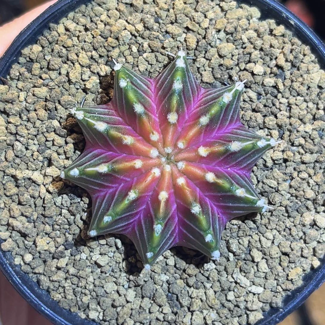 肋骨轮回 米哈仙人球