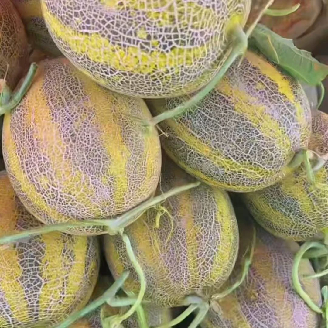 正宗新疆喀什黑眉毛软糯蜜瓜和新疆吐鲁番的西州蜜25号脆甜多汁