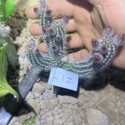 H12嫁接猪猫柱25