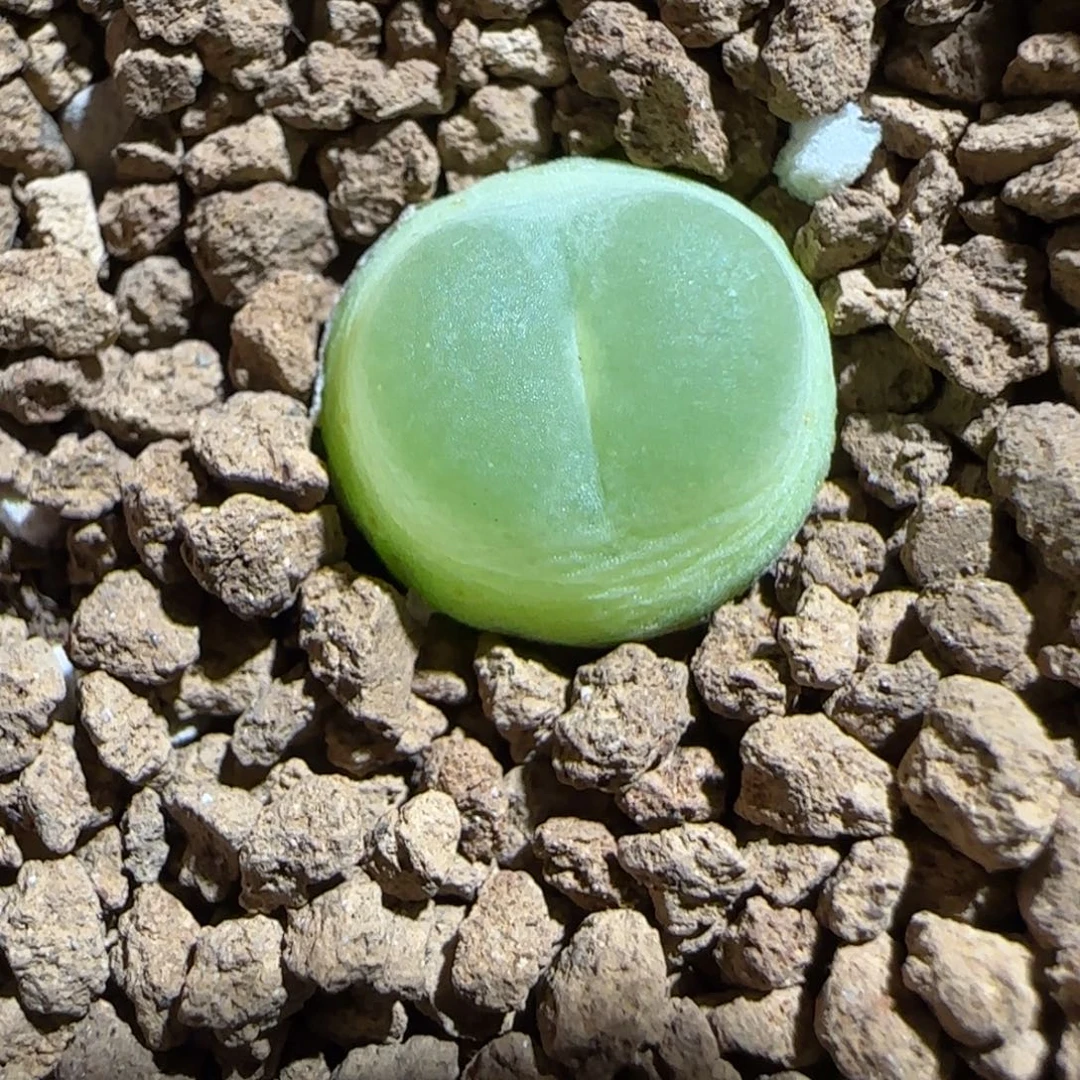 肉锥多肉植物组合-日式拉登1042