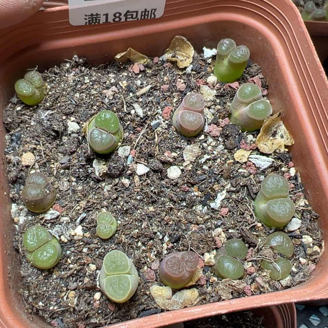 【闪购商品】 149。