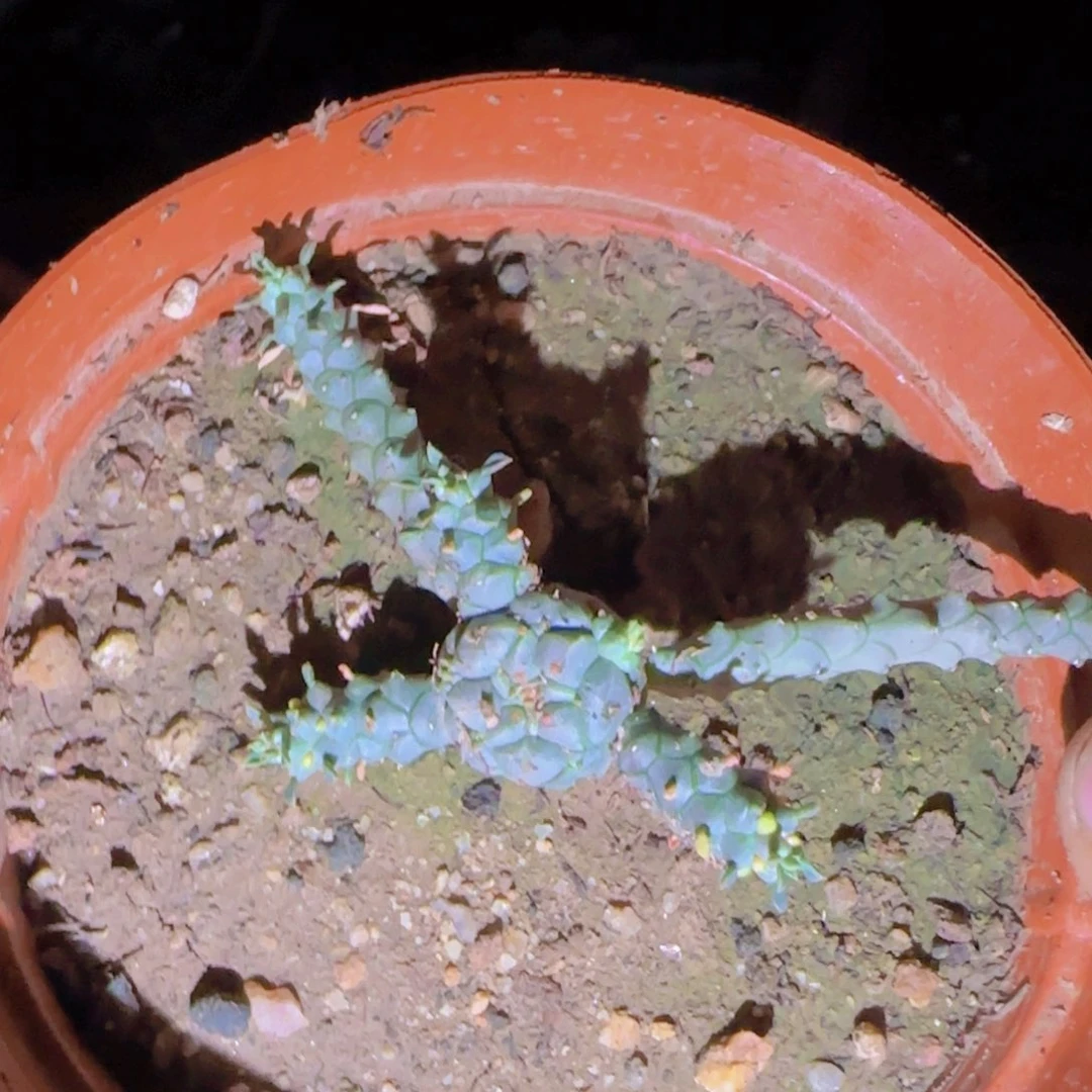 幽*块根植物块根植物块根