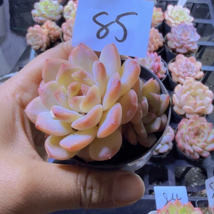 85.qqqqqwwwwwwww