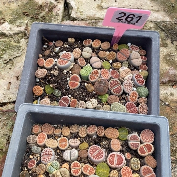 邓*华生石花小苗261