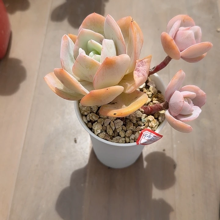 往***R白凤多肉植物一颗