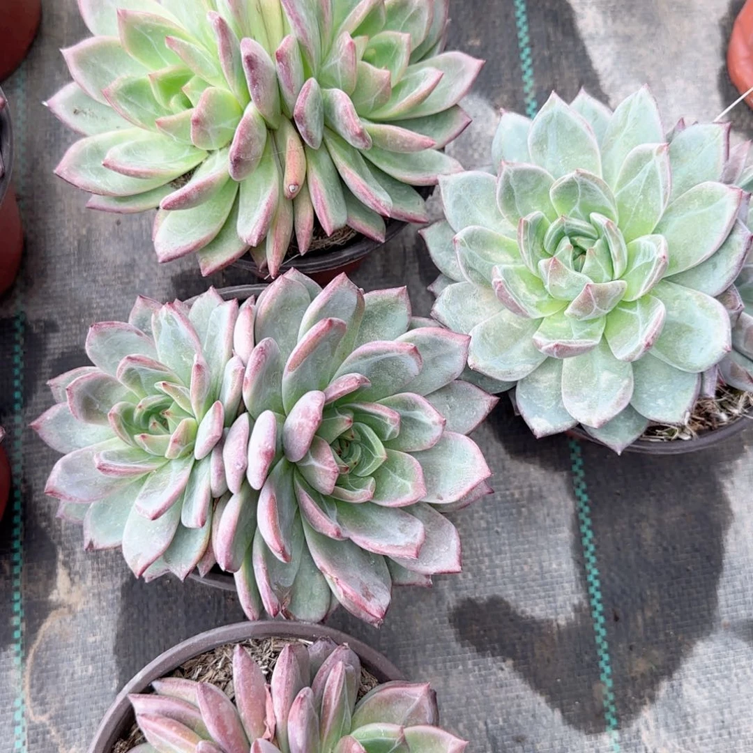 无花朵果冻橙双头特价多肉