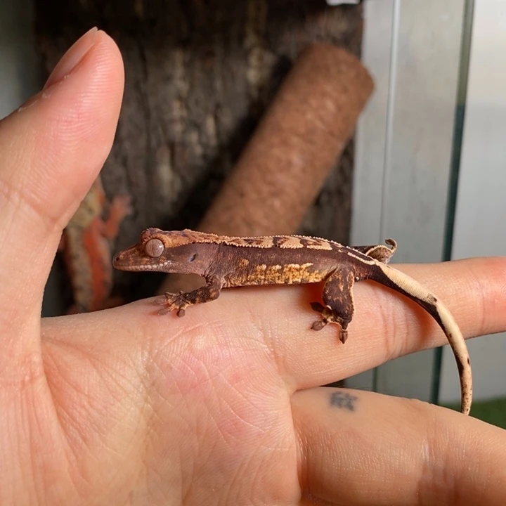 睫角守宫超黑底奶油