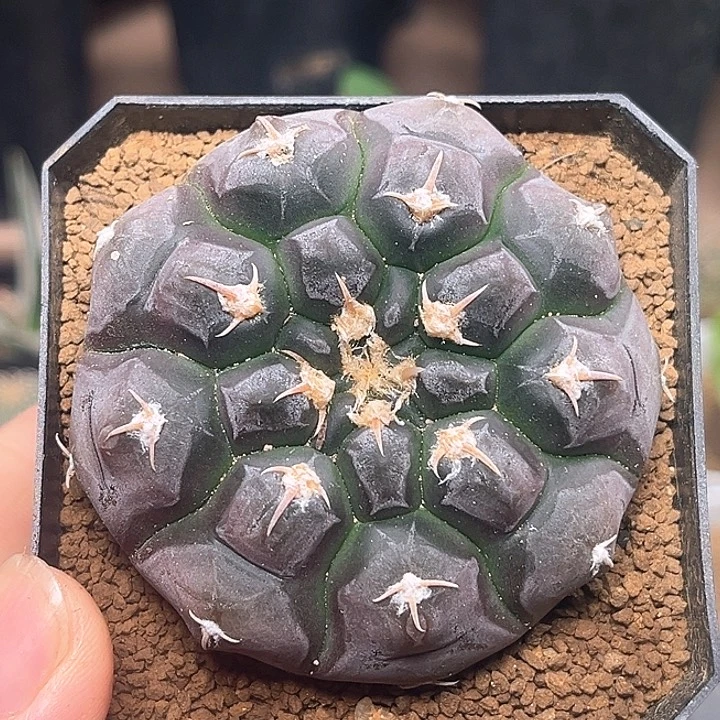 铅皮母本实生球一颗