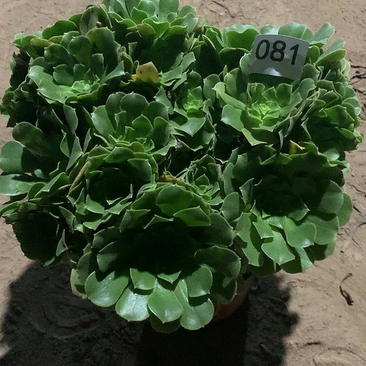 无花朵081绿杨蓉多肉晚