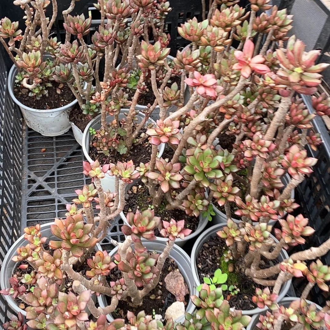 暗叶骑士1颗多肉植物