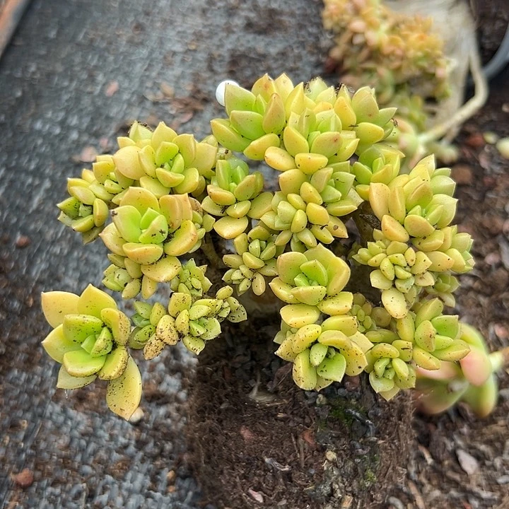 无花朵琥珀朵朵缀。