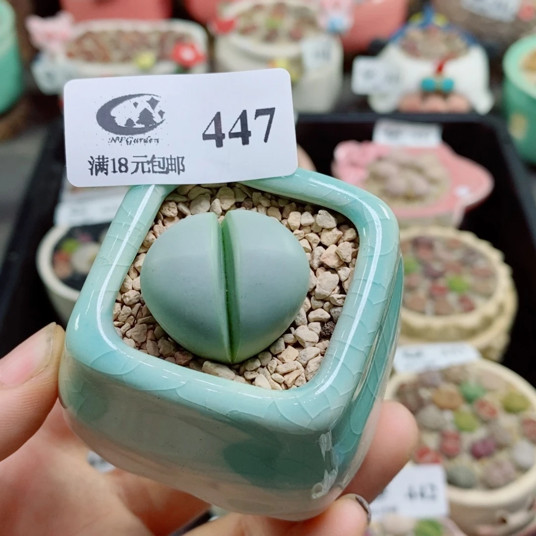 B***尔生石花花花花花花花花447