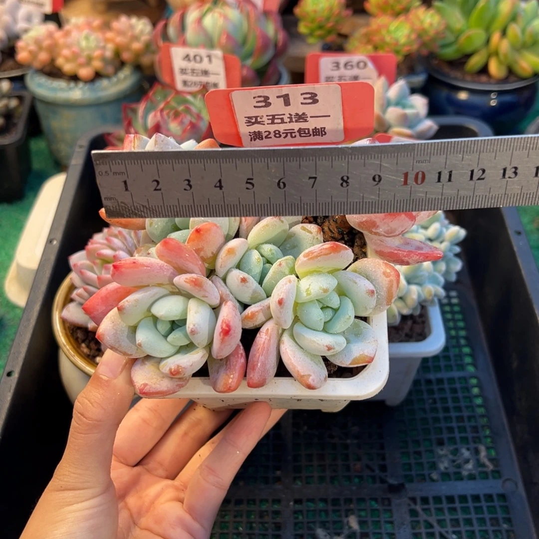 表妹精品多肉植物313.