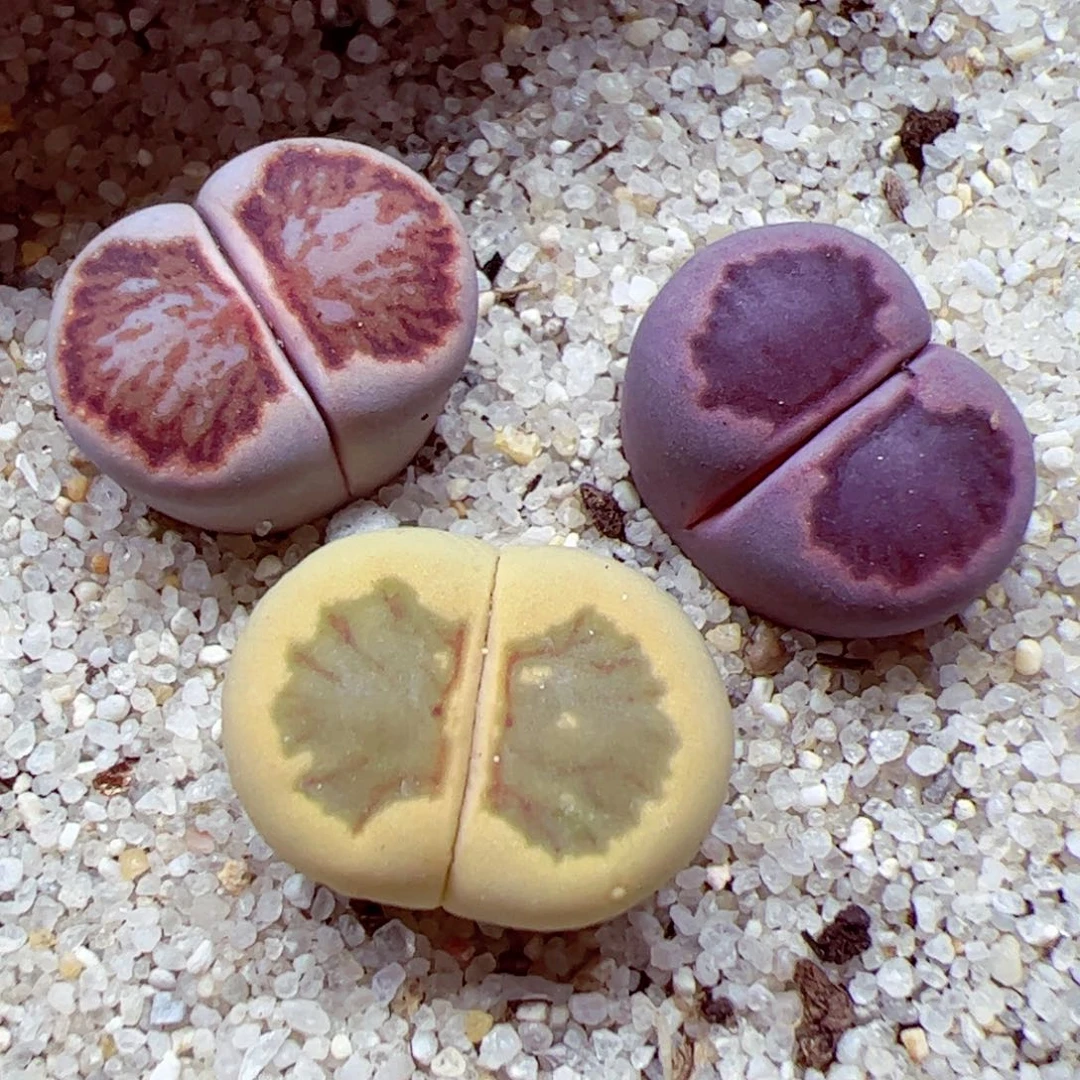 116优秀的肉肉111