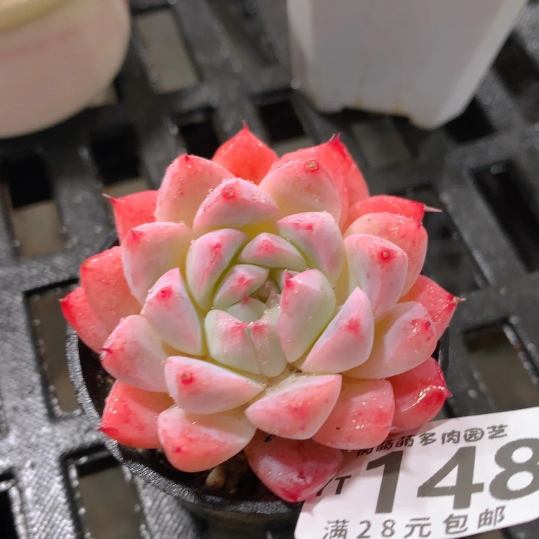 肉萌萌拇指盆精控多肉YT148
