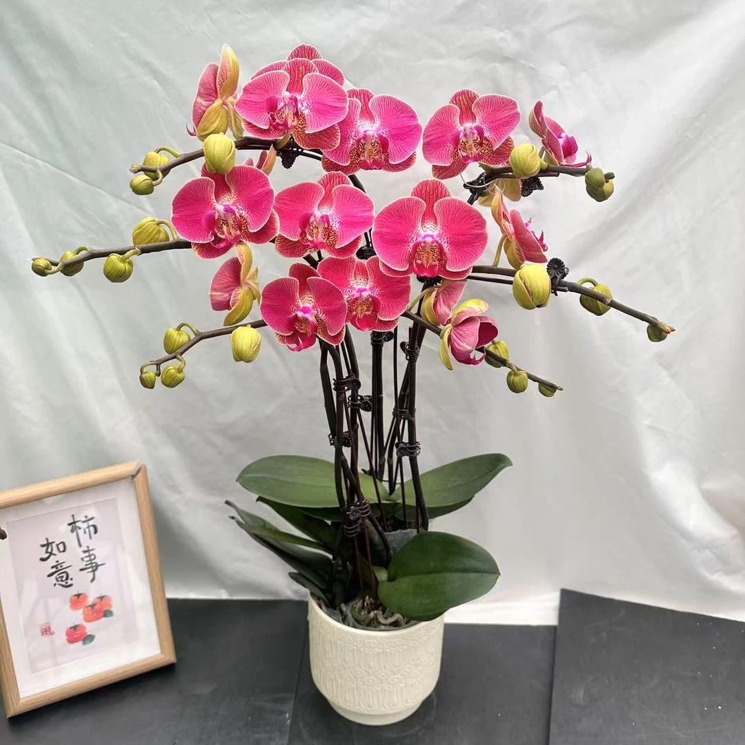 蝴蝶蘭《聚宝桔子》稀有鲑鱼粉 蜡质中大花 乔迁送人送礼相当合适