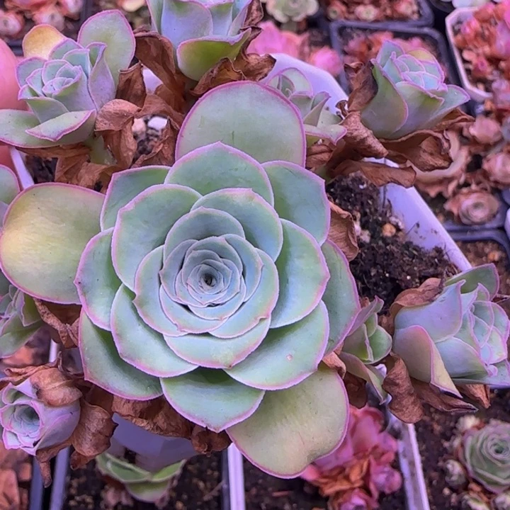 福利585656868885858888888