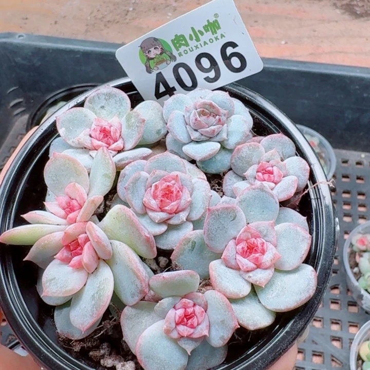 多肉植物多肉植物