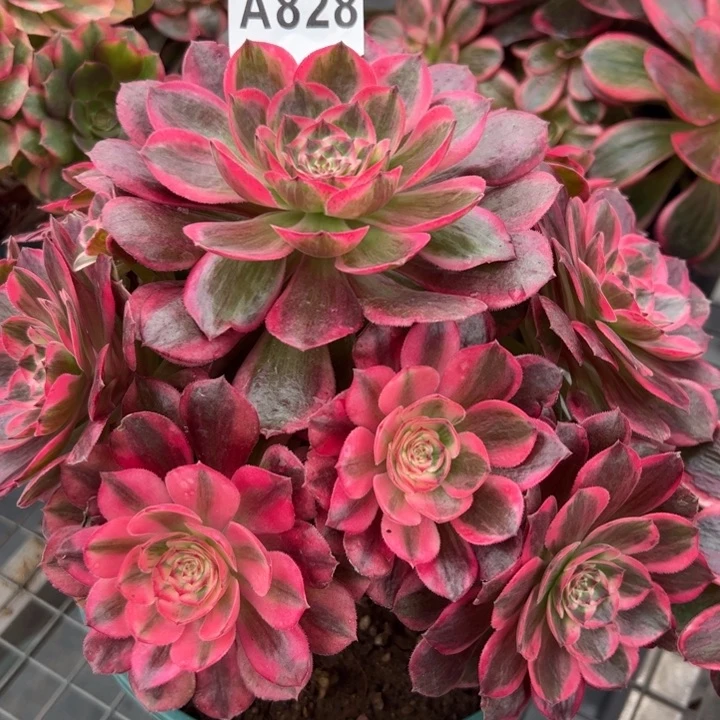 828云荷20厘米左右