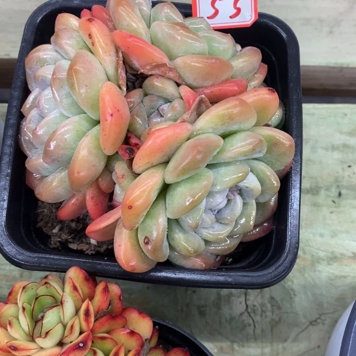 栖**头一物一拍冰玉多肉55