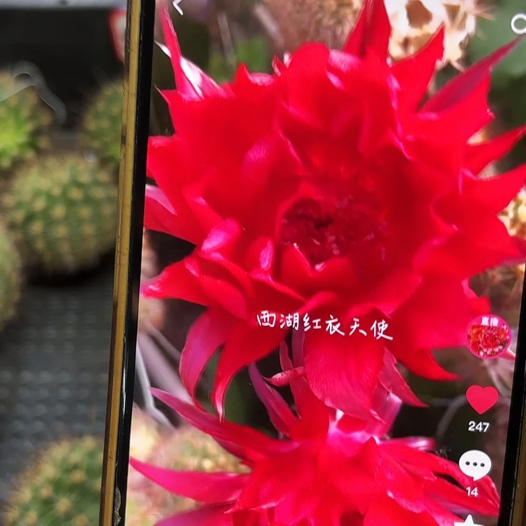 红衣天使彩品侧牙20包邮42