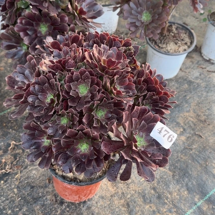 476两单包邮梅花。