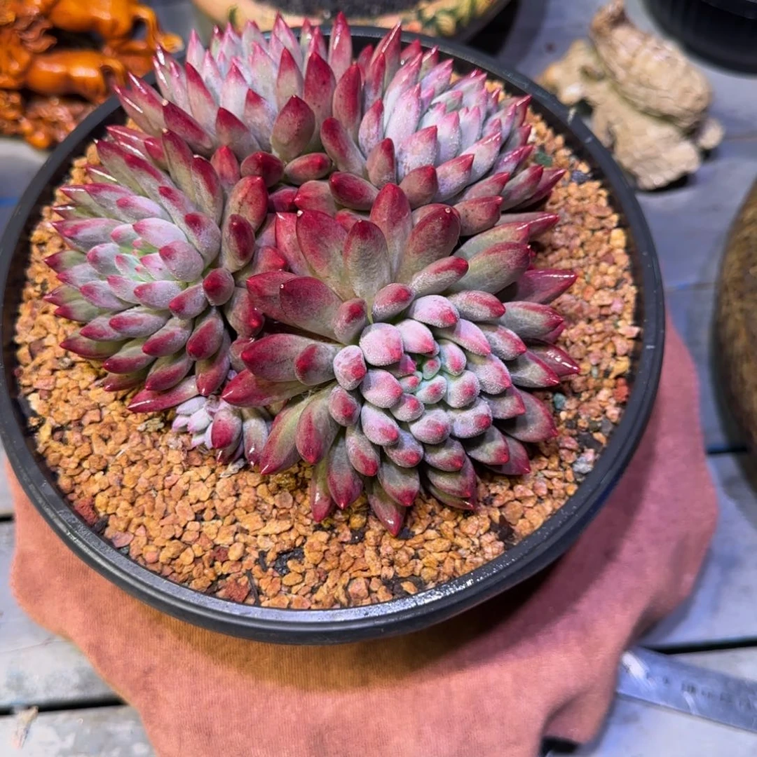 房***事虞美人多肉植物一物一拍