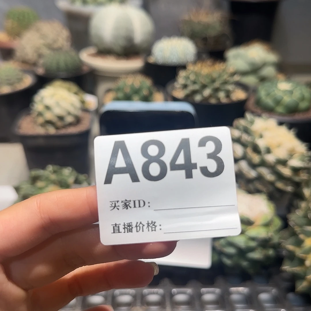 哇***塞实生仙人球特价一颗