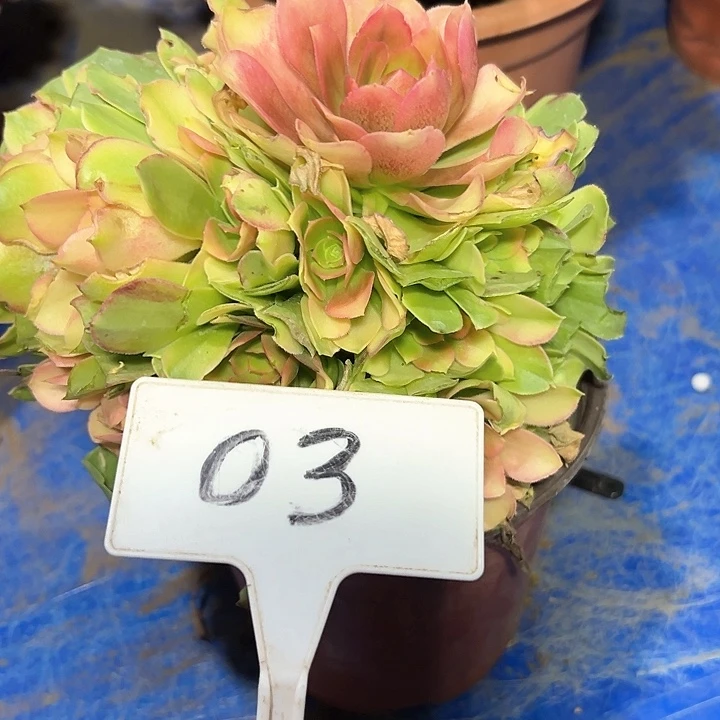 多肉植物雅典娜法师