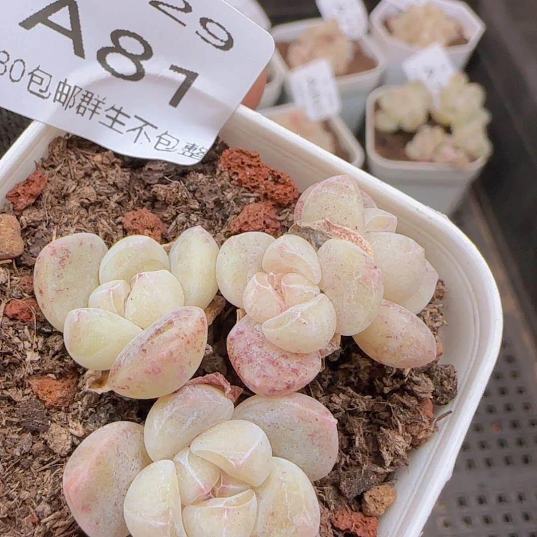 四头老桩冰玉一颗脱土