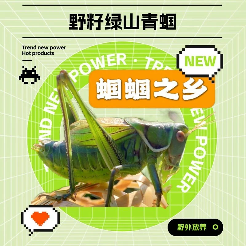 翠绿蝈蝈活虫鸣虫宠物山青音量叫蝈蝈天津包活昆虫野籽蝈