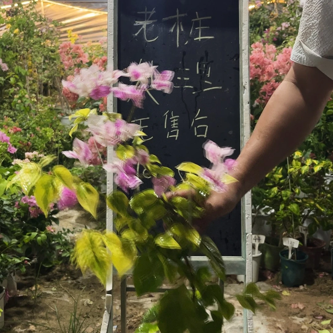 完全开放三角梅三角梅1221