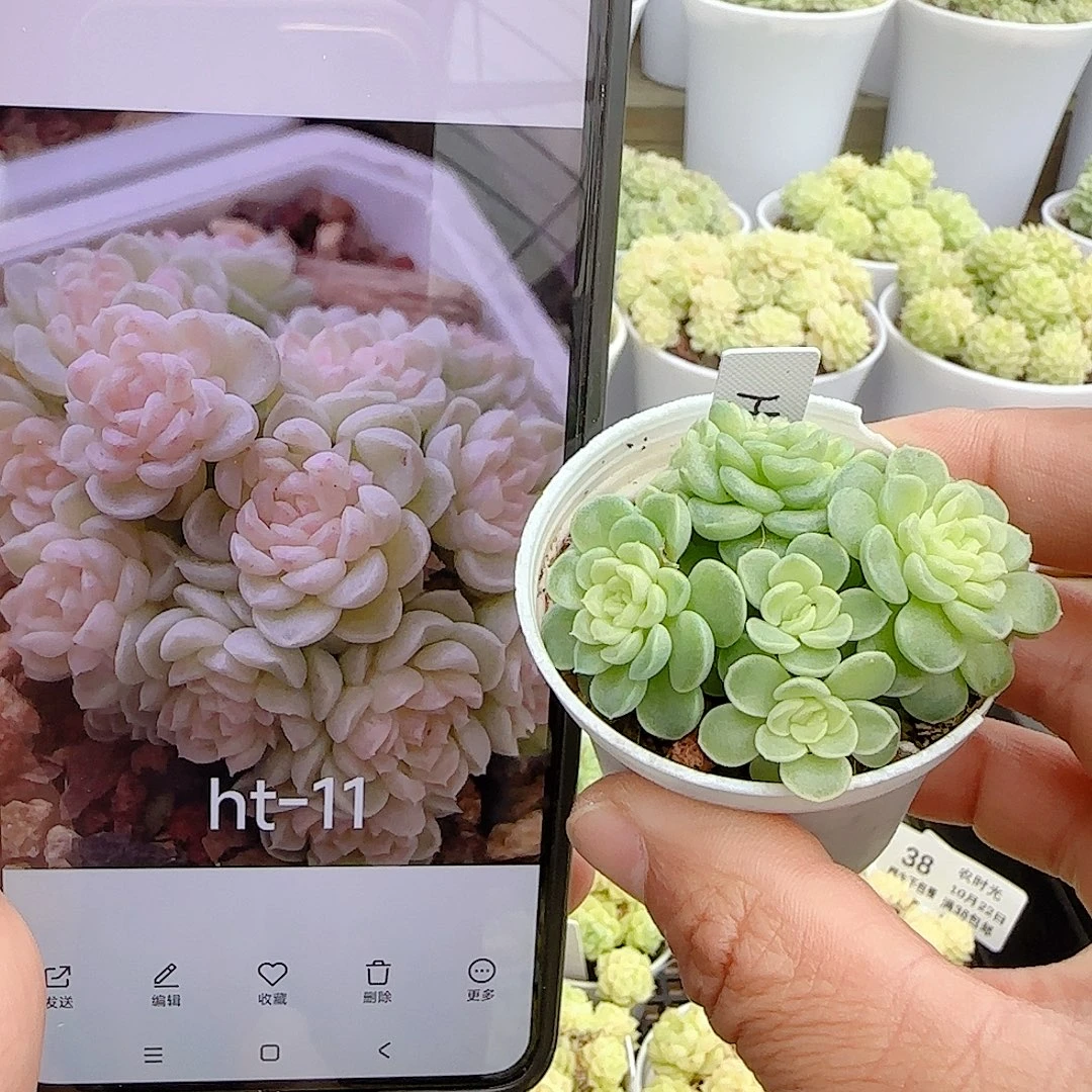 【闪购商品】1022-47（ht-11）