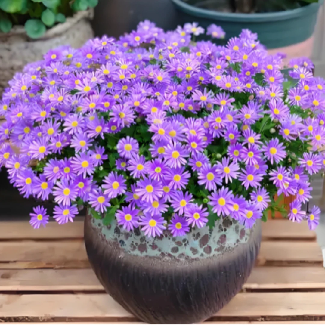 【姬小菊】姬小菊四季开花（商品以直播间展示为准）