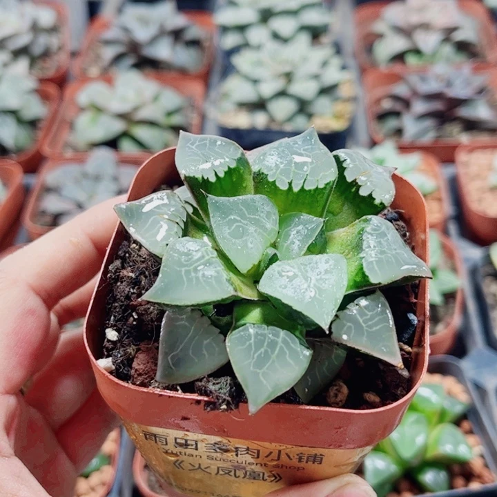 *****十二卷 火凤凰福利