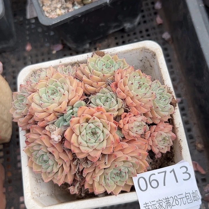 幸运的人会遇到你喜欢你喜欢