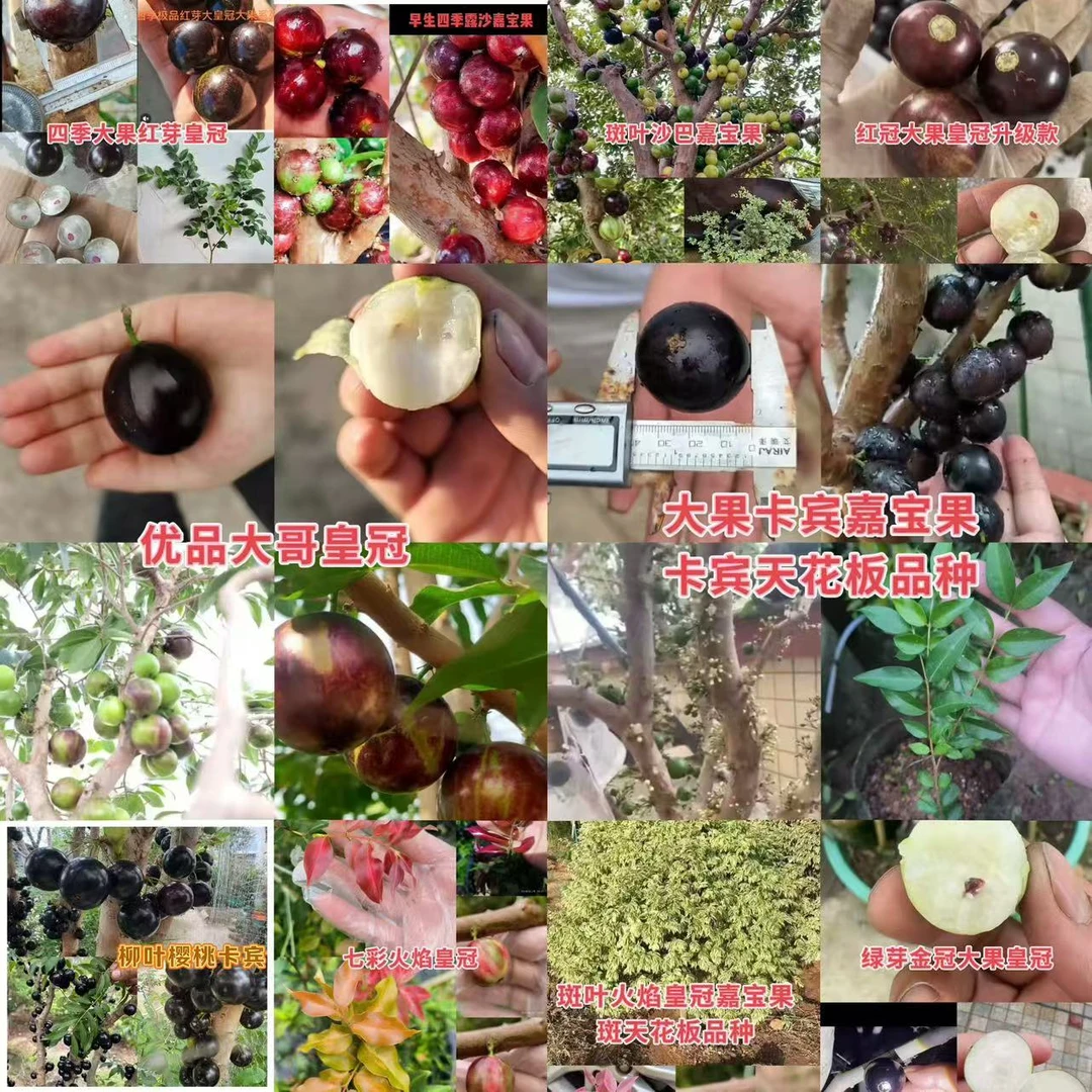 一物一拍，优良皇冠卡宾沙巴绿植