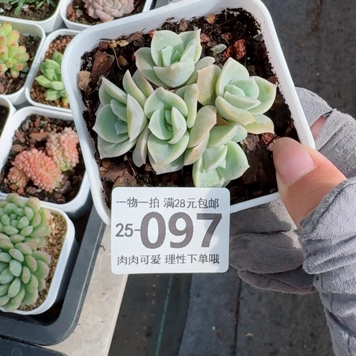 可爱玫瑰无盆土发货无盆土