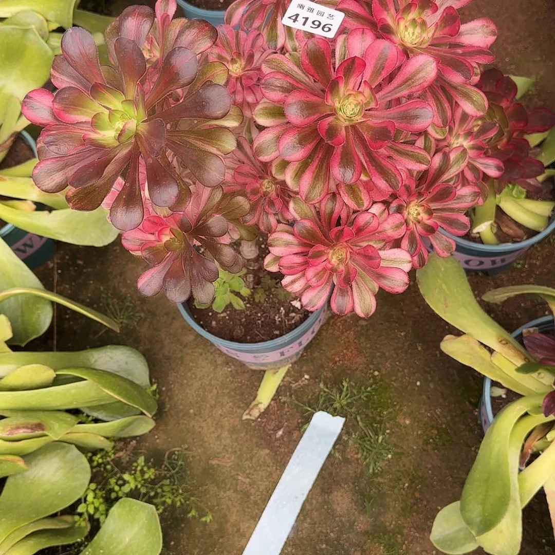 多肉植物初恋4196