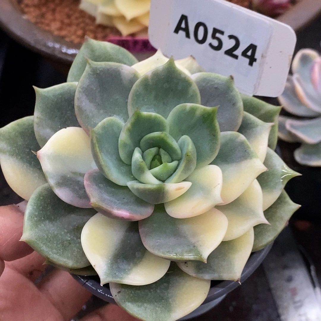 524贝加尔湖哈哈哈哈