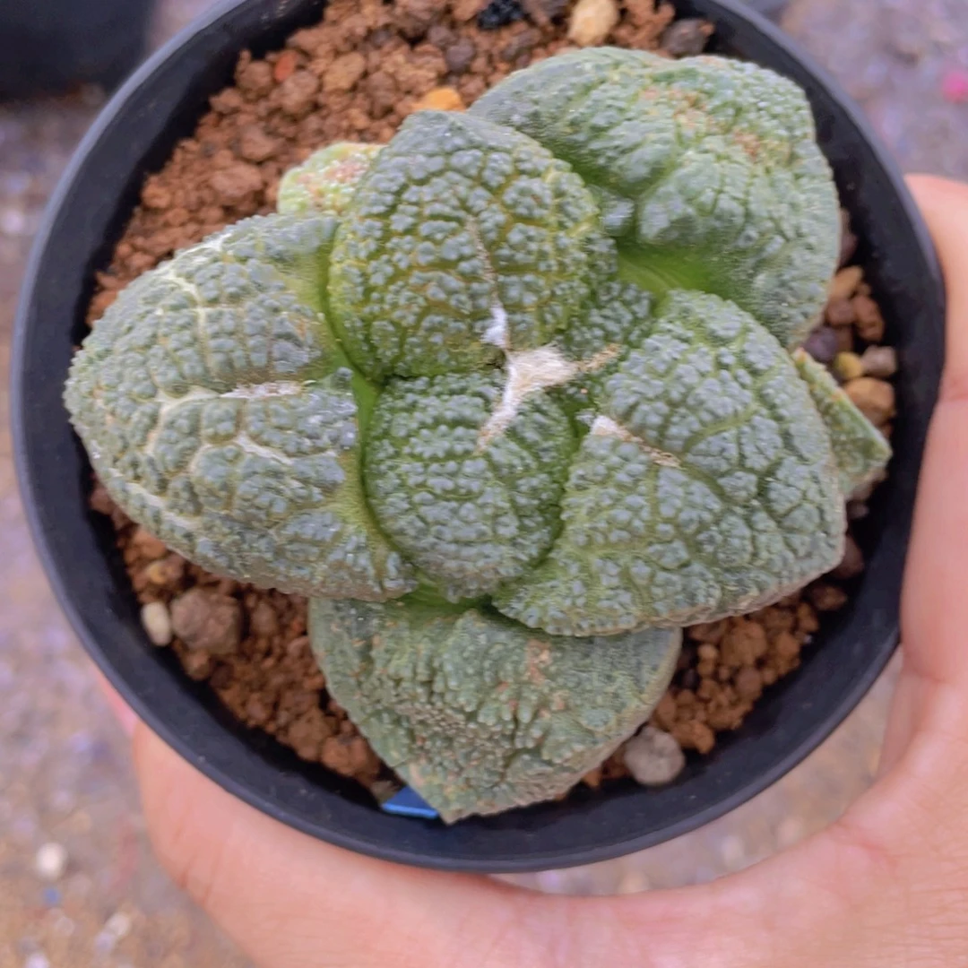 实生连山龟单叶3.4